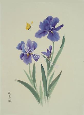 Mauve Iris